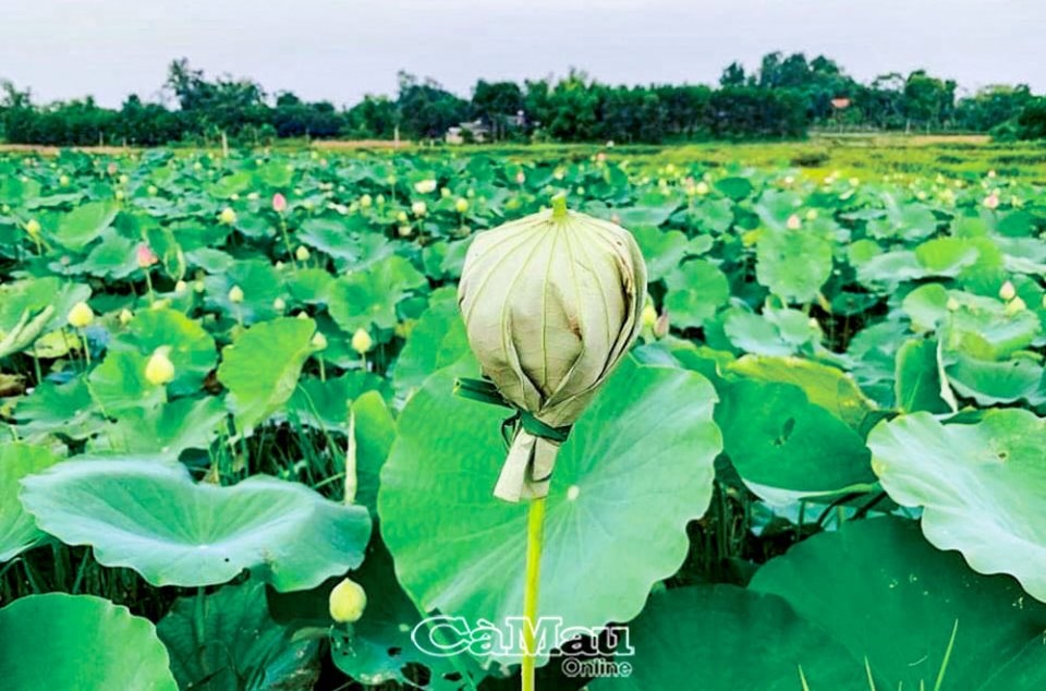 Nghệ thuật ướp trà sen xứ Huế Nghệ thuật ướp trà sen xứ Huế