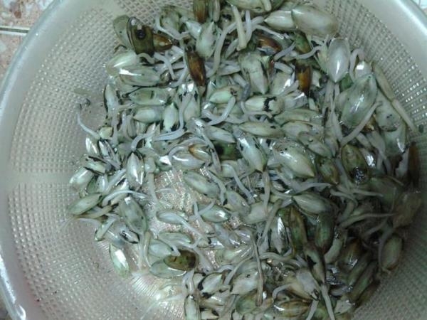 Giá bể - Món ngon hấp dẫn khách du lịch