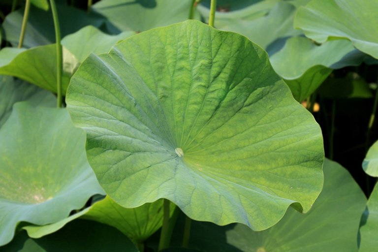 Một loài cây mà bộ phận nào cũng có thể dùng để chữa bệnh Một loài cây mà bộ phận nào cũng có thể dùng để chữa bệnh