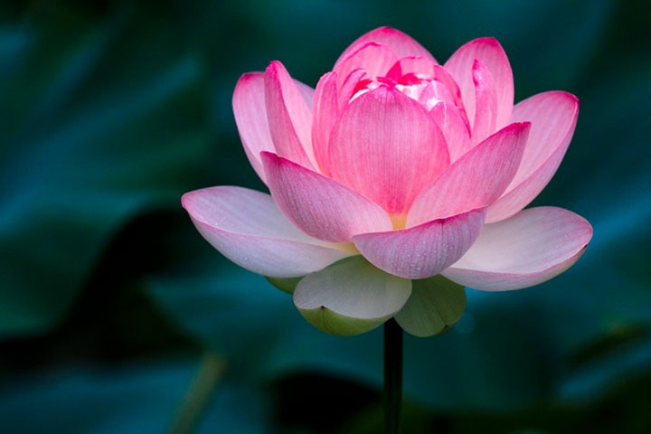 Một loài cây mà bộ phận nào cũng có thể dùng để chữa bệnh Một loài cây mà bộ phận nào cũng có thể dùng để chữa bệnh