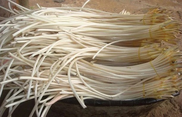 Một loài cây mà bộ phận nào cũng có thể dùng để chữa bệnh Một loài cây mà bộ phận nào cũng có thể dùng để chữa bệnh