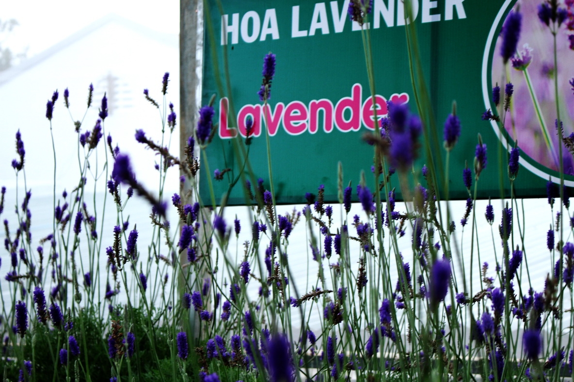 Lạc lối ở làng hoa