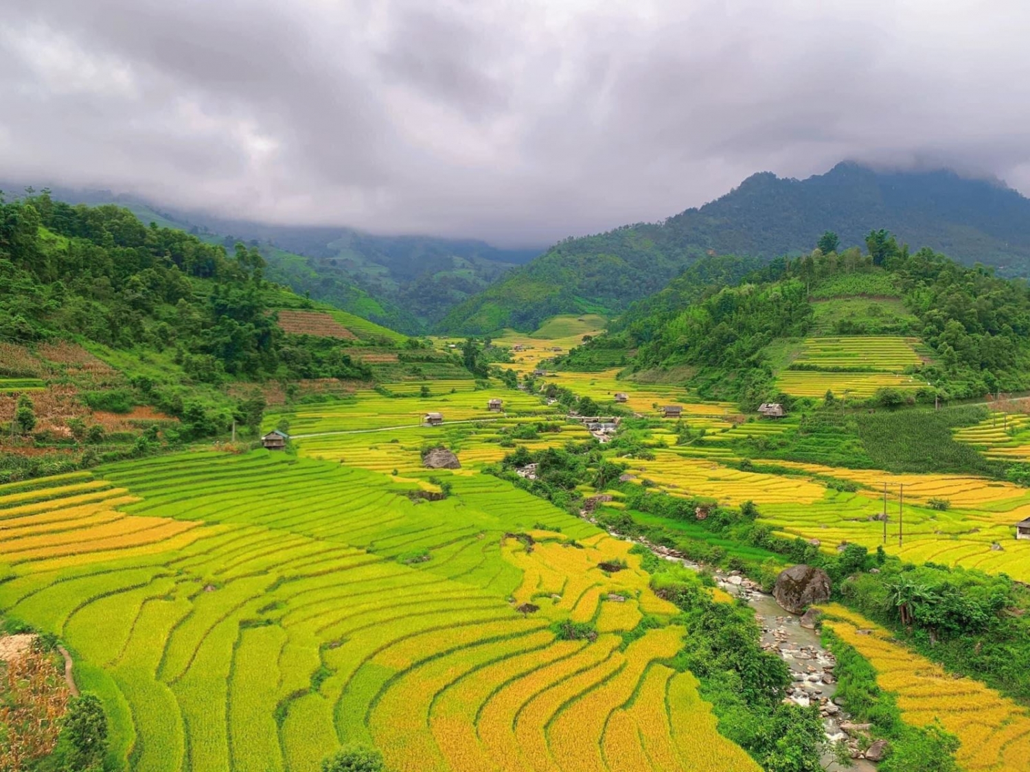 Mùa vàng rực rỡ ở Nậm Cang - Sa Pa Mùa vàng rực rỡ ở Nậm Cang - Sa Pa