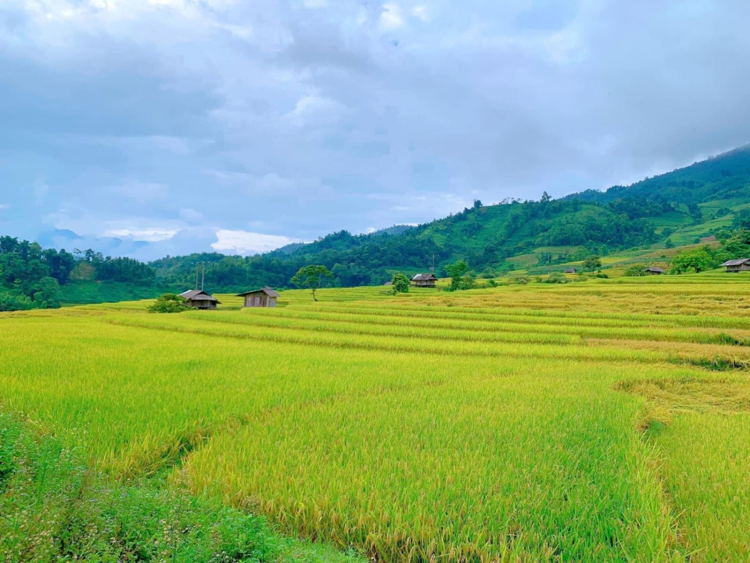 Mùa vàng rực rỡ ở Nậm Cang - Sa Pa Mùa vàng rực rỡ ở Nậm Cang - Sa Pa