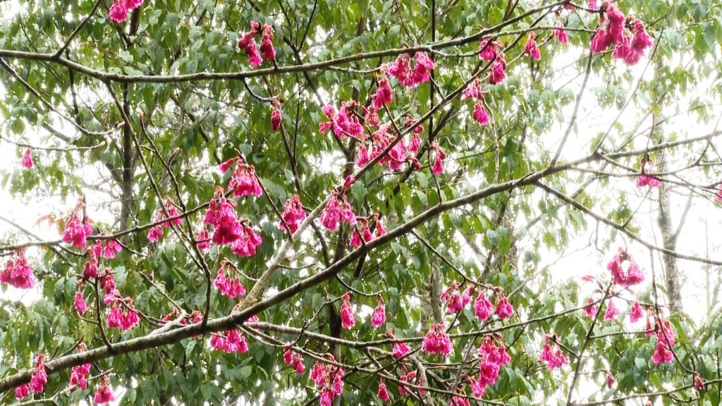 Tiềm năng du lịch khám phá đỉnh Tây Côn Lĩnh Tiềm năng du lịch khám phá đỉnh Tây Côn Lĩnh