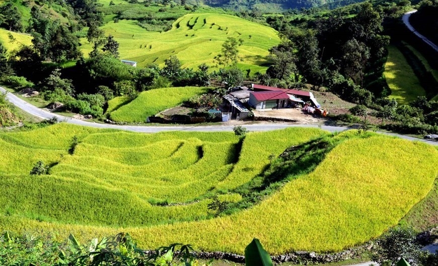 Khám phá mùa lúa chín vàng óng và phiên chợ Sừng ở vùng biên giới Sì Lở Lầu