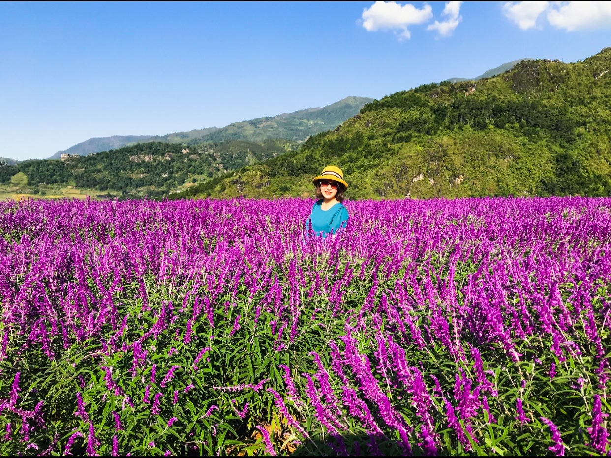 Mê mẩn trước vườn hoa lavender ở Sa Pa