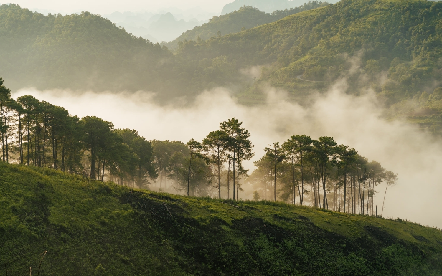 Đồi thông Vinh Quý - Một thoáng mơ màng trong lòng Hạ Lang