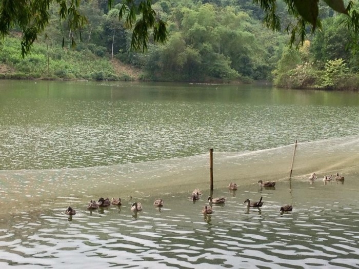 Chóp Dù - Điểm đến thơ mộng nơi ngàn xanh Yên Bái Chóp Dù - Điểm đến thơ mộng nơi ngàn xanh Yên Bái
