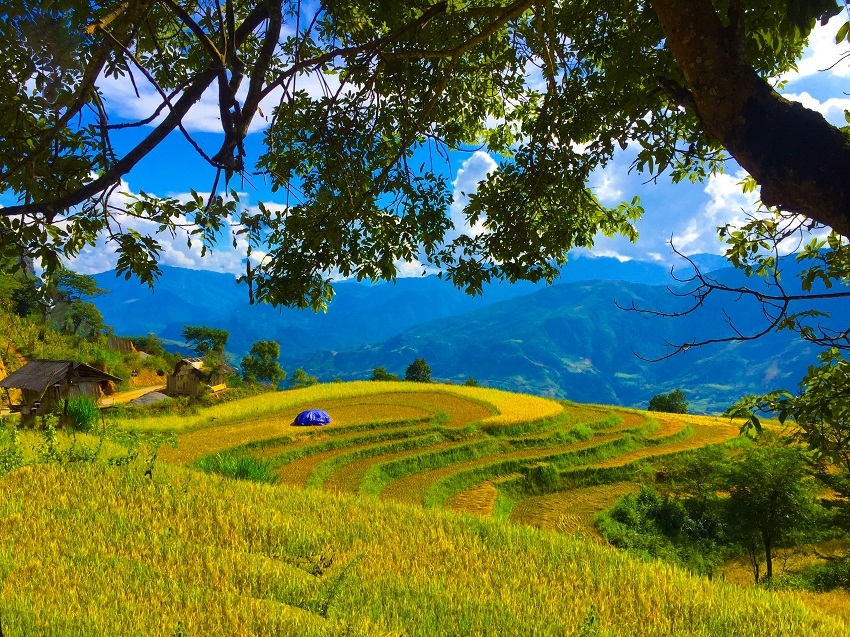 Đẹp nao lòng trên những thửa ruộng bậc thang Tủa Chùa