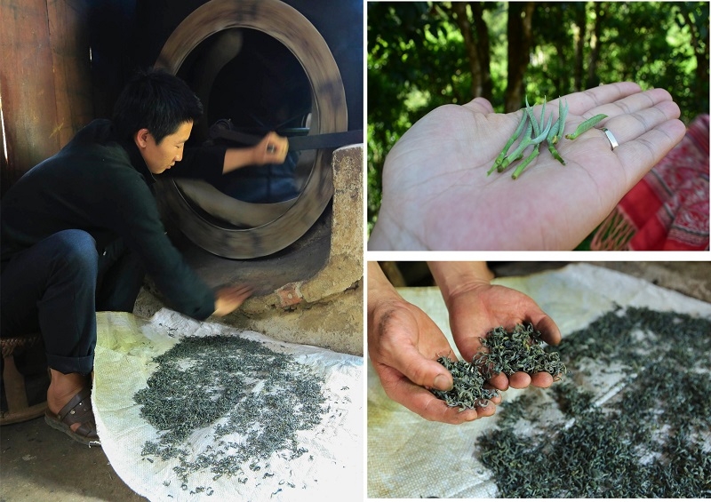Trải nghiệm hái chè Shan tuyết ở Sín Chải (Điện Biên)