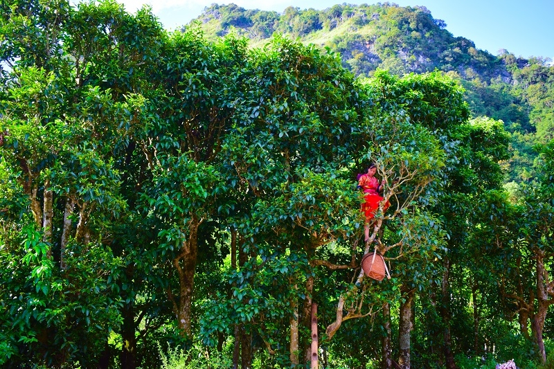 Trải nghiệm hái chè Shan tuyết ở Sín Chải (Điện Biên)