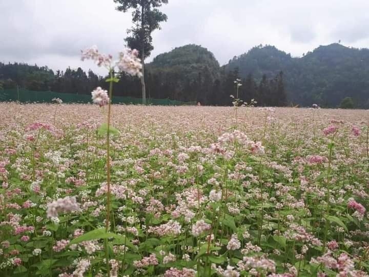 Mùa thu ở Si Ma Cai có gì đặc biệt