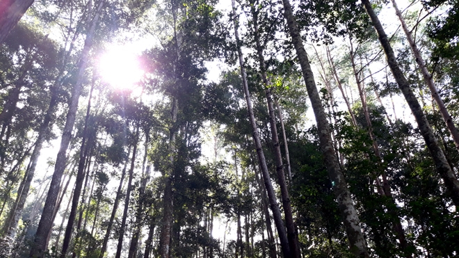 Đồi thông Eo Gió - Điểm đến hòa mình vào thiên nhiên Đồi thông Eo Gió - Điểm đến hòa mình vào thiên nhiên