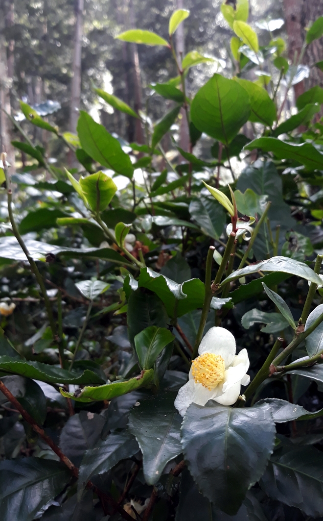Đồi thông Eo Gió - Điểm đến hòa mình vào thiên nhiên Đồi thông Eo Gió - Điểm đến hòa mình vào thiên nhiên
