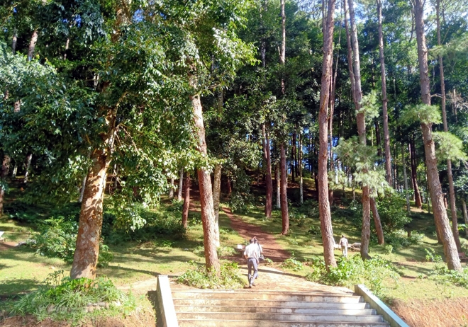 Đồi thông Eo Gió - Điểm đến hòa mình vào thiên nhiên Đồi thông Eo Gió - Điểm đến hòa mình vào thiên nhiên