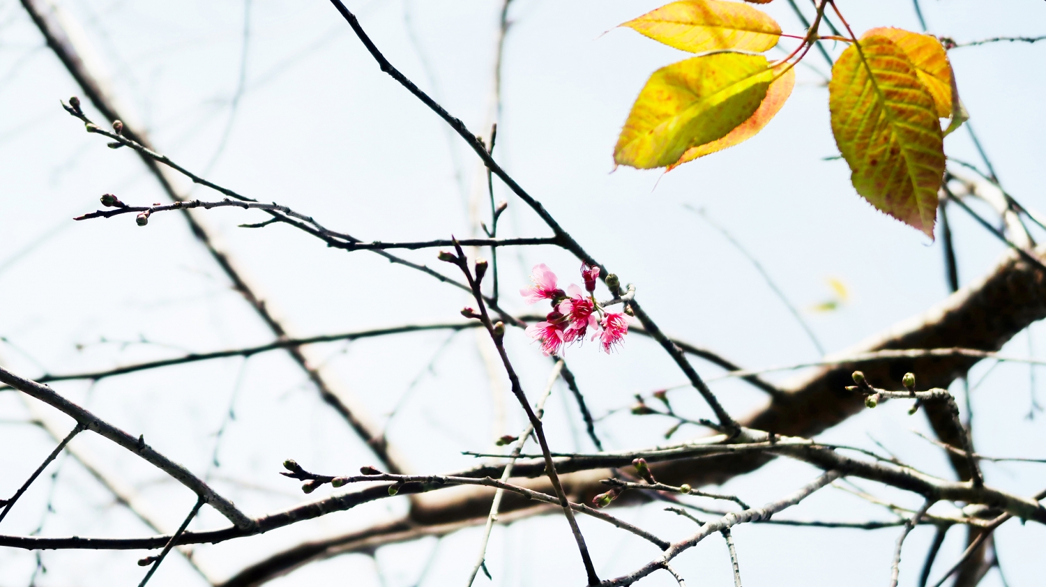 Đắm say vẻ đẹp Măng Đen khi đông về