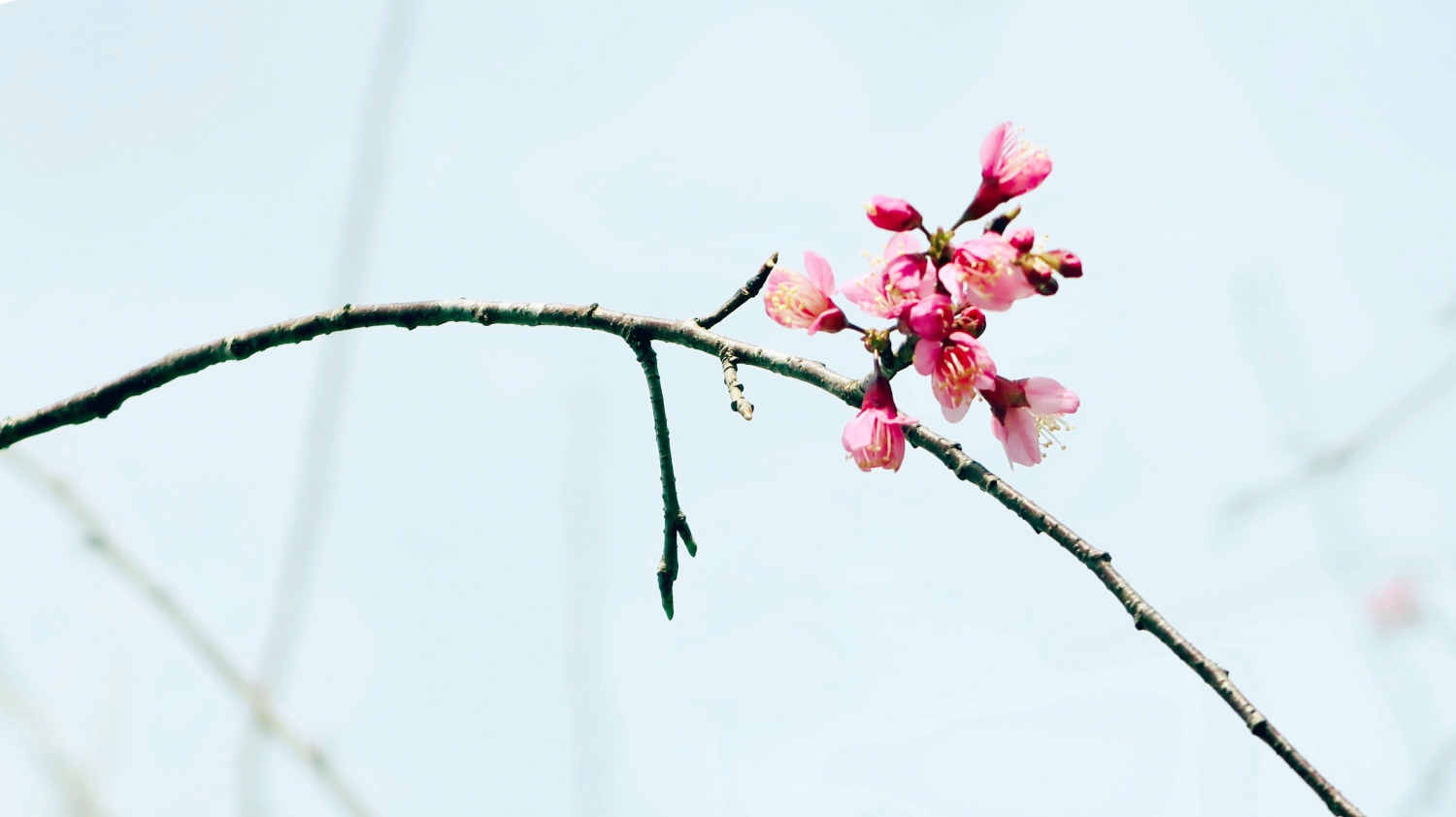 Đắm say vẻ đẹp Măng Đen khi đông về