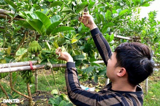 Ghé thăm vựa phật thủ lớn nhất miền Bắc những ngày cận Tết Nguyên đán - 14