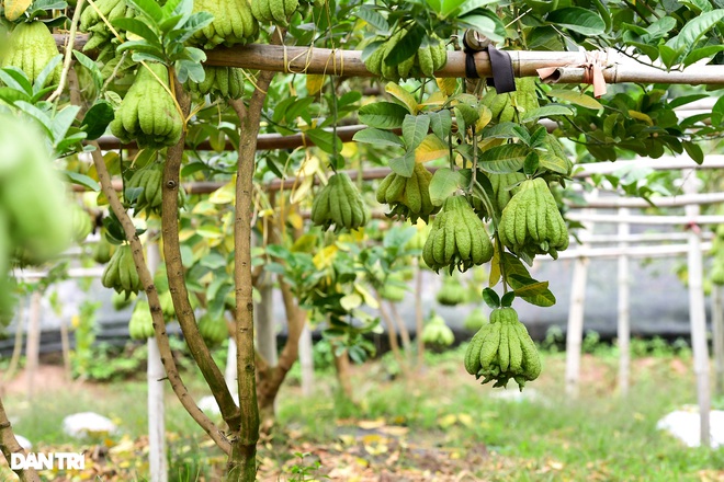 Ghé thăm vựa phật thủ lớn nhất miền Bắc những ngày cận Tết Nguyên đán - 3