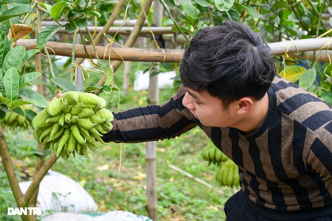 Ghé thăm vựa phật thủ lớn nhất miền Bắc những ngày cận Tết Nguyên đán - 10