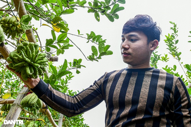Ghé thăm vựa phật thủ lớn nhất miền Bắc những ngày cận Tết Nguyên đán - 9