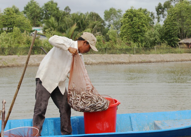 Nghề nuôi cá kèo sống khỏe dịp Tết, bỏ túi cả chục triệu đồng mỗi ngày - 2 Nghề nuôi cá kèo sống khỏe dịp Tết, bỏ túi cả chục triệu đồng mỗi ngày - 2