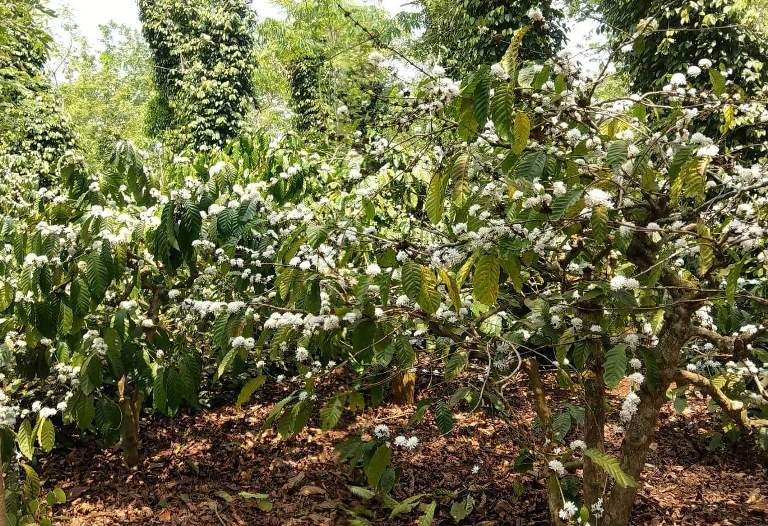 den buon ma thuot ngam hoa ca phe