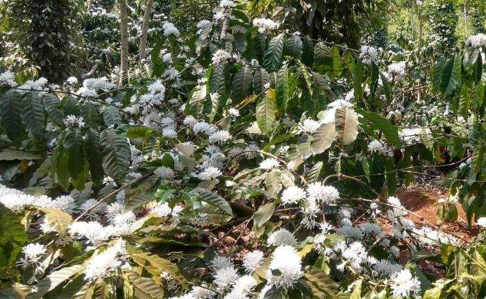 den buon ma thuot ngam hoa ca phe