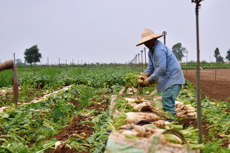 “Giải cứu” nông sản - bài học quản trị ngay từ vạch xuất phát “Giải cứu” nông sản - bài học quản trị ngay từ vạch xuất phát