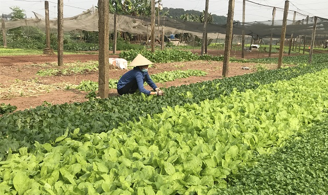 Giá rau tăng, người trồng có lãi Giá rau tăng, người trồng có lãi