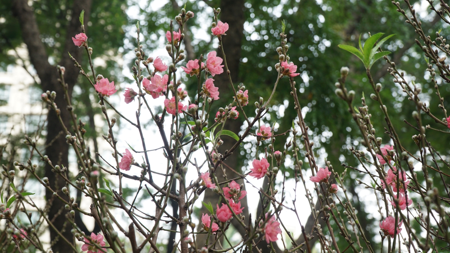 Rực rỡ chợ hoa xuân Sài Gòn vào vụ