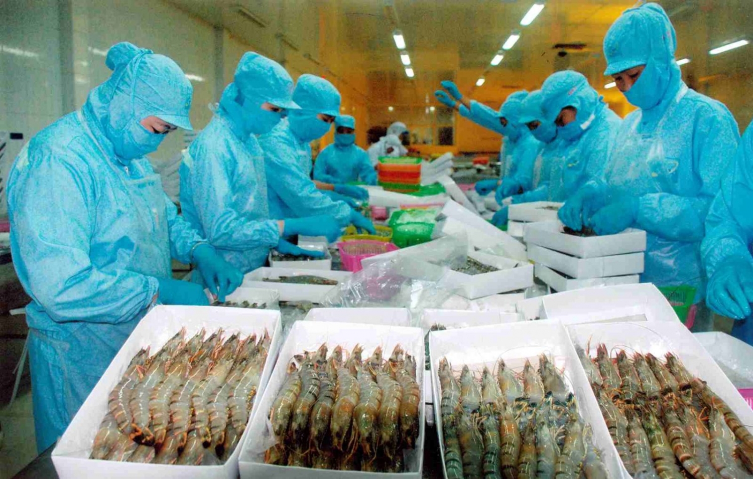 Tận dụng Hiệp định RCEP, xuất khẩu thủy sản sang Australia dự báo tăng mạnh
