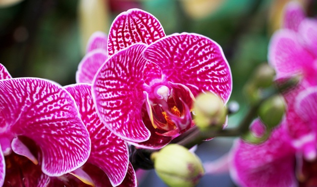 Hoa lan hồ điệp giá hàng chục triệu đồng xuống phố phục vụ Tết