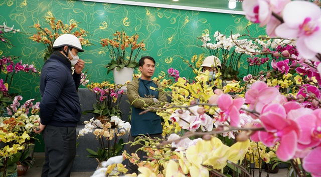 Hoa lan hồ điệp giá hàng chục triệu đồng xuống phố phục vụ Tết