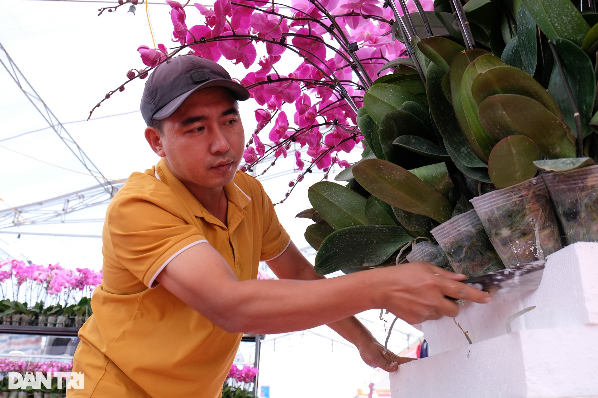 Muôn sắc lan hồ điệp xuống phố phục vụ Tết Nguyên đán 2023 - 11
