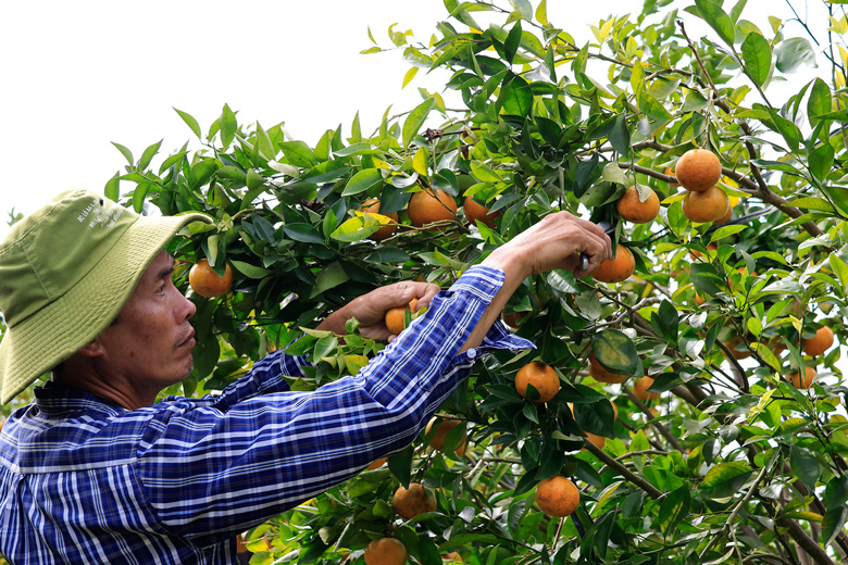 Vườn quýt hồng ở vùng sâu hút khách du lịch dịp cận Tết Vườn quýt hồng ở vùng sâu hút khách du lịch dịp cận Tết