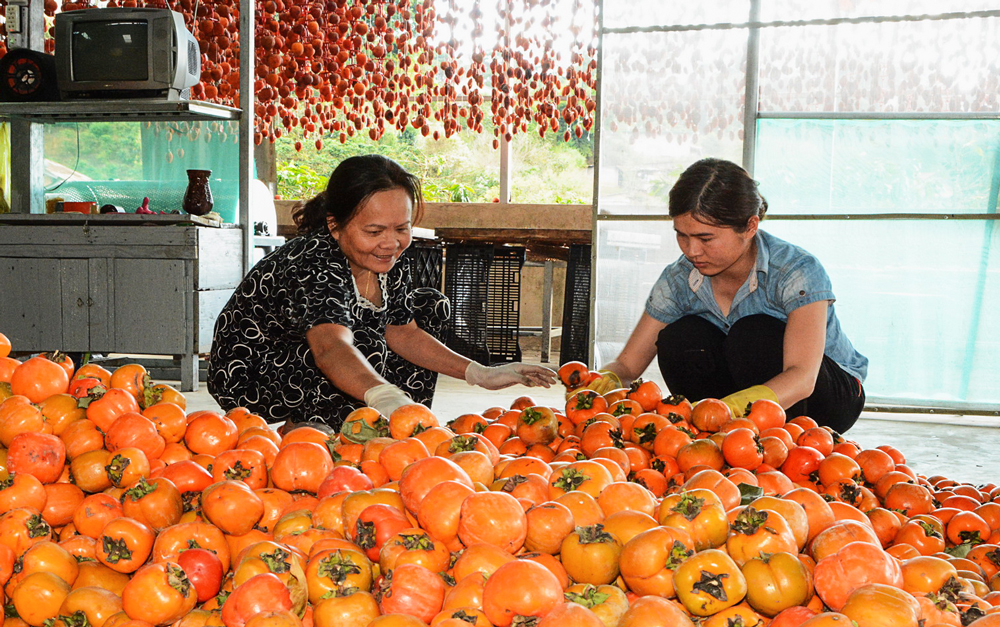 Nhớ những mùa hồng Nhớ những mùa hồng