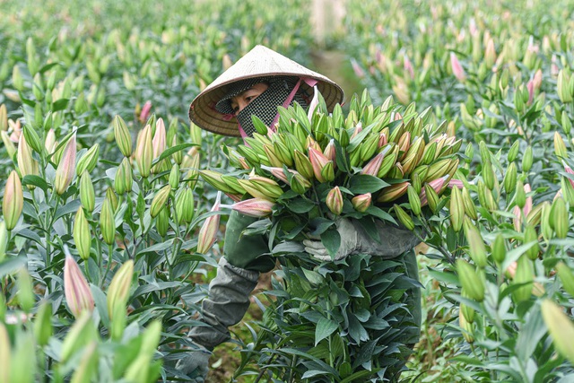 Giá hoa thấp kỷ lục, người trồng hoa Tây Tựu ngồi trên đống lửa - 3