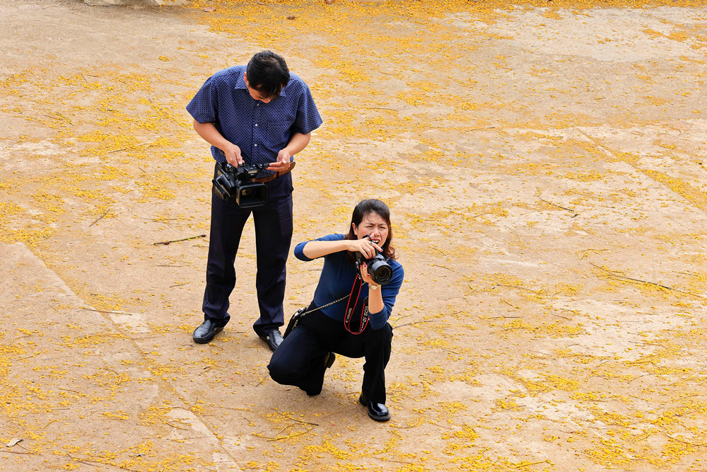 Lên cao nguyên ngắm phượng vàng