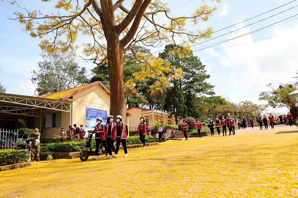 Lên cao nguyên ngắm phượng vàng