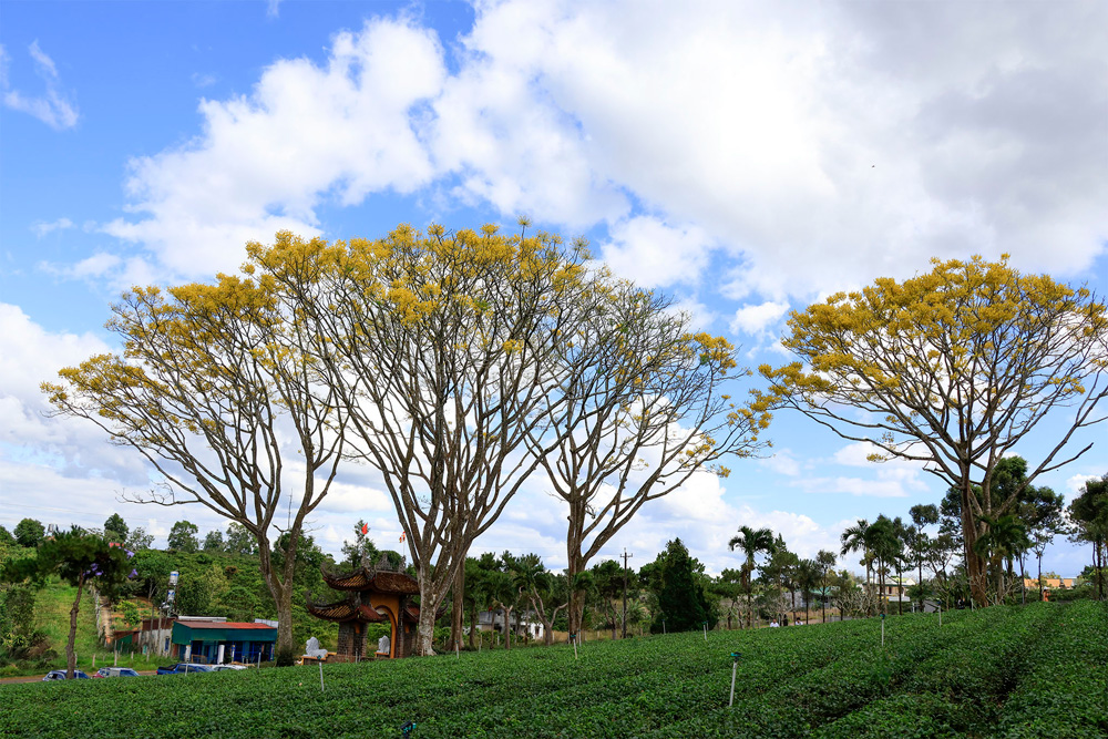 Lên cao nguyên ngắm phượng vàng