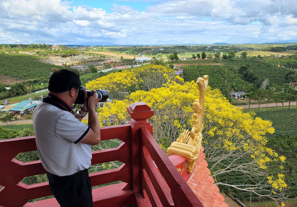 Lên cao nguyên ngắm phượng vàng