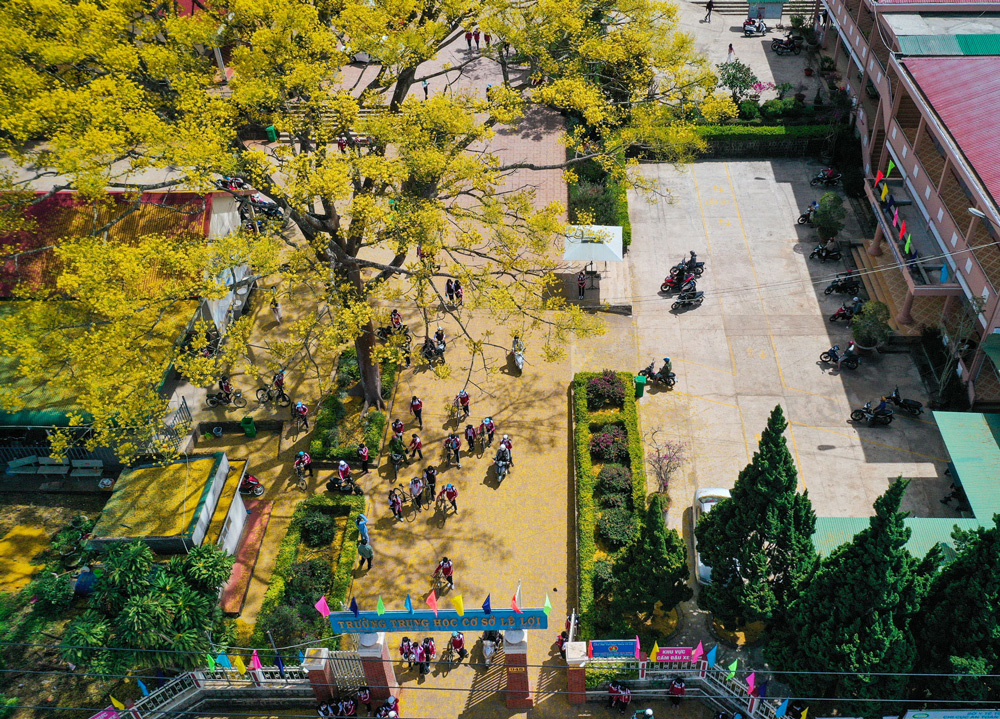 Lên cao nguyên ngắm phượng vàng