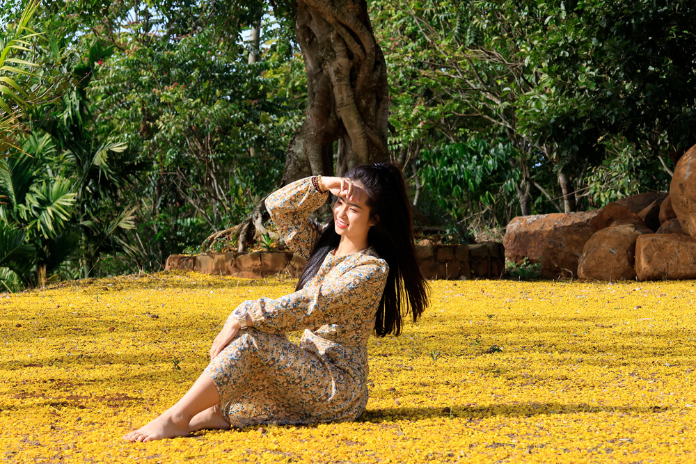 Lên cao nguyên ngắm phượng vàng