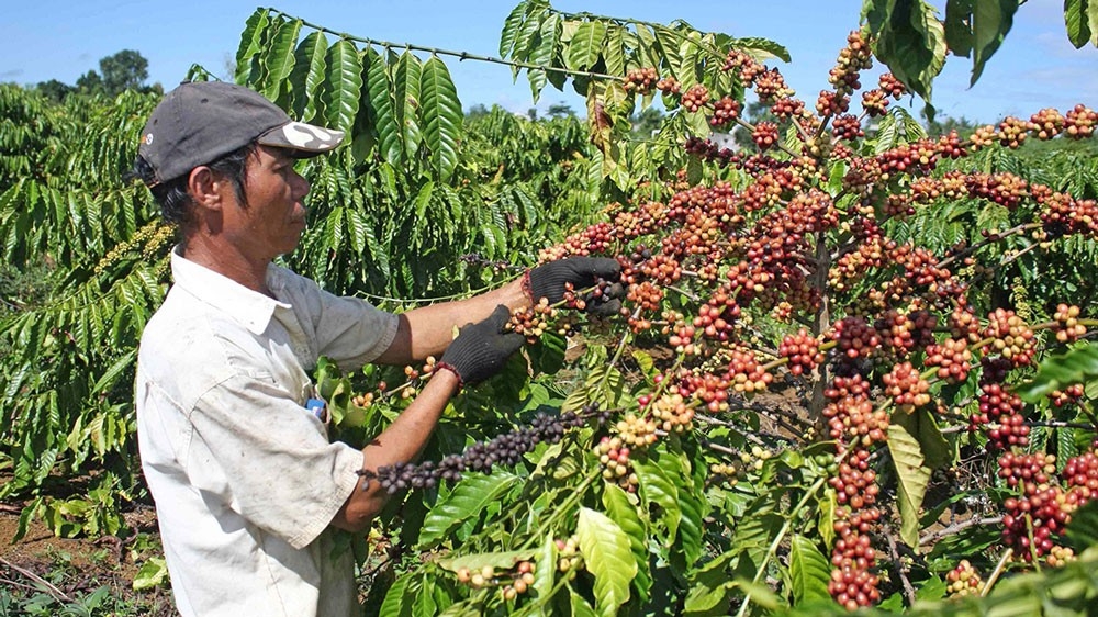 Giá cà phê hôm nay 26/3: Dao động quanh mức 32.000 đồng/kg