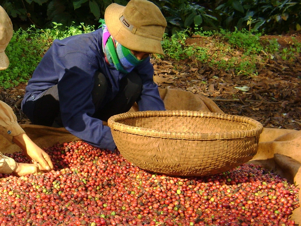 Giá cà phê hôm nay 28/3: Thị trường thế giới bật tăng mạnh