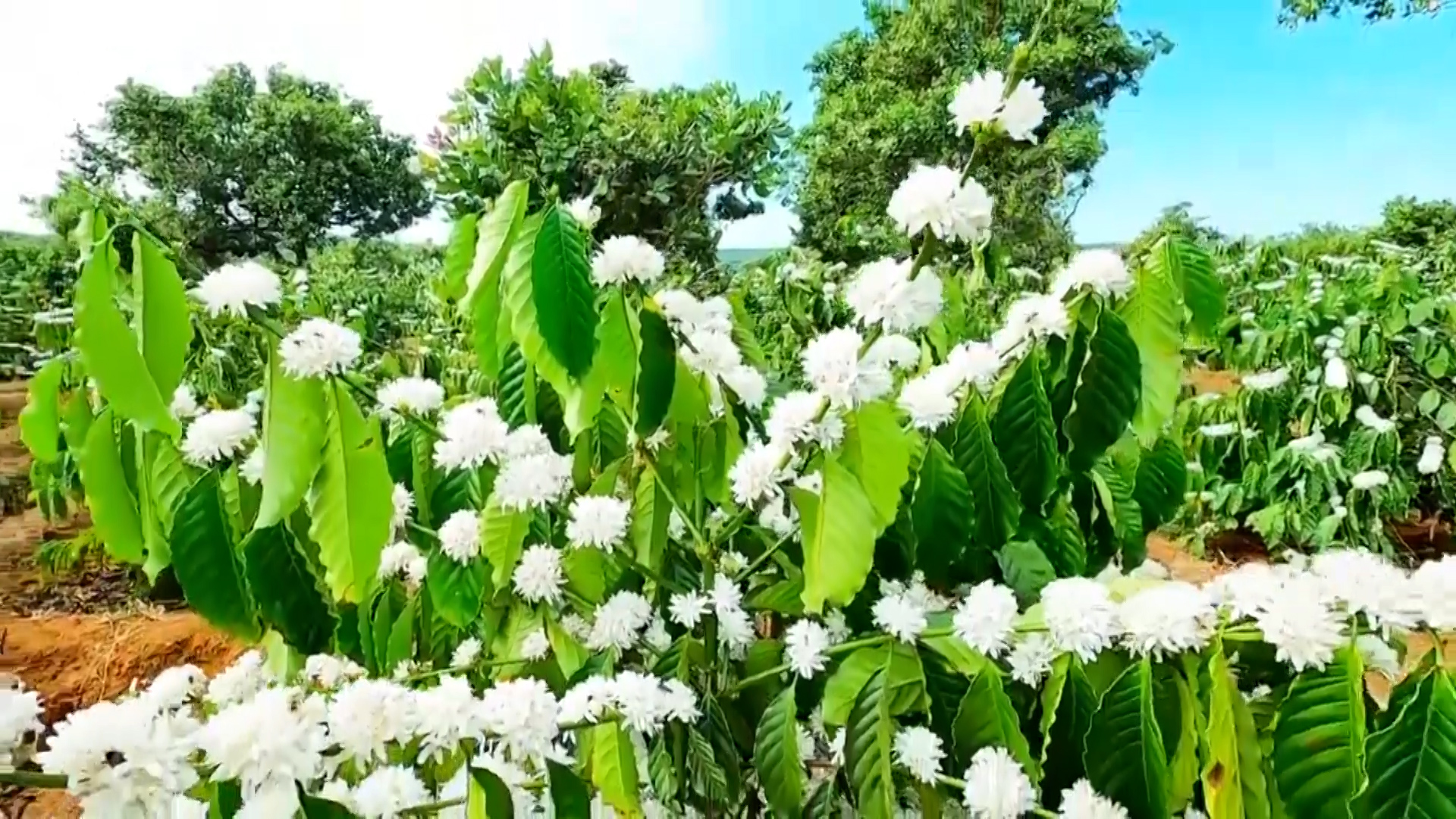 Tháng Ba mùa con ong đi lấy mật