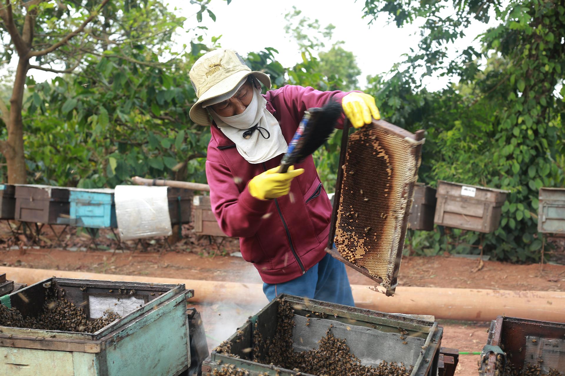 Tháng Ba mùa con ong đi lấy mật