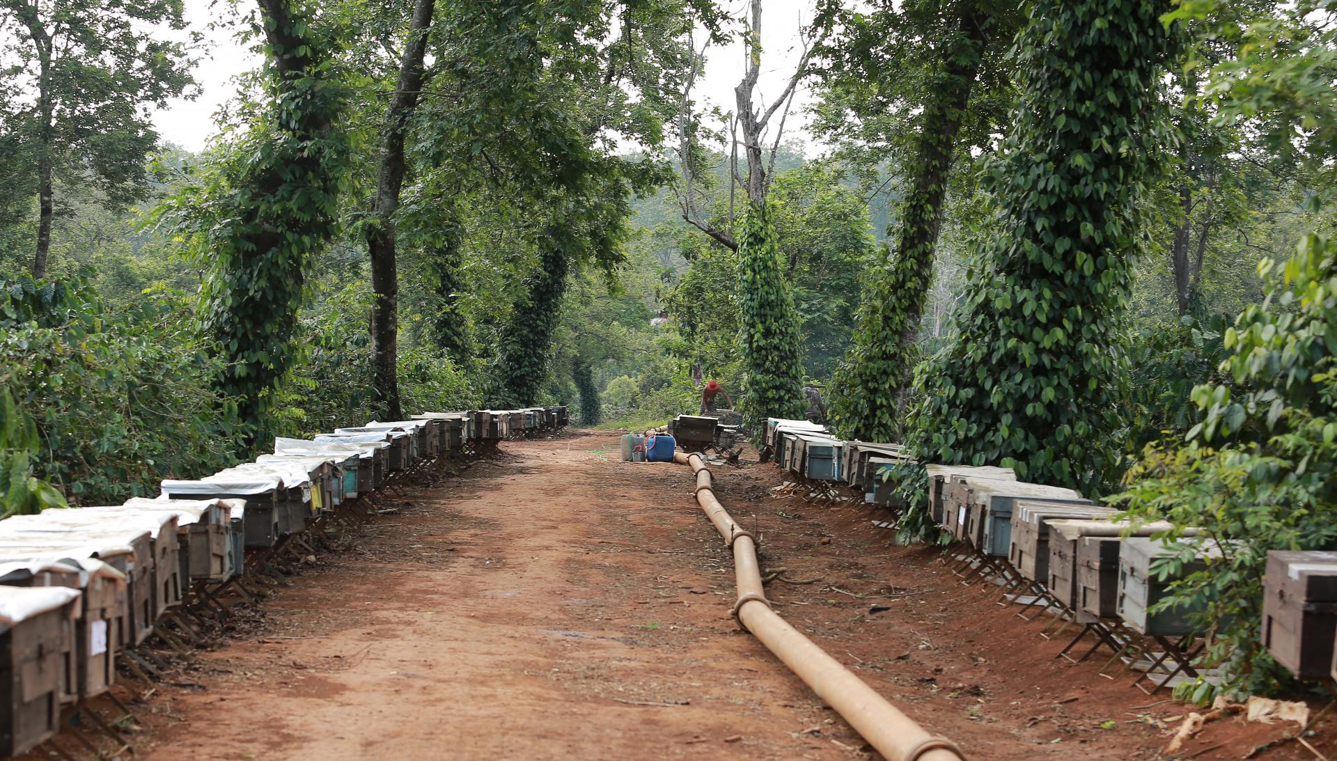 Tháng Ba mùa con ong đi lấy mật